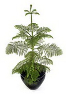 گیاهان تیره (خانواده) مطبق‌کاجیان - Araucariaceae